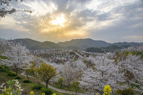 杭州樱花园，最新动态与春日魅力展现