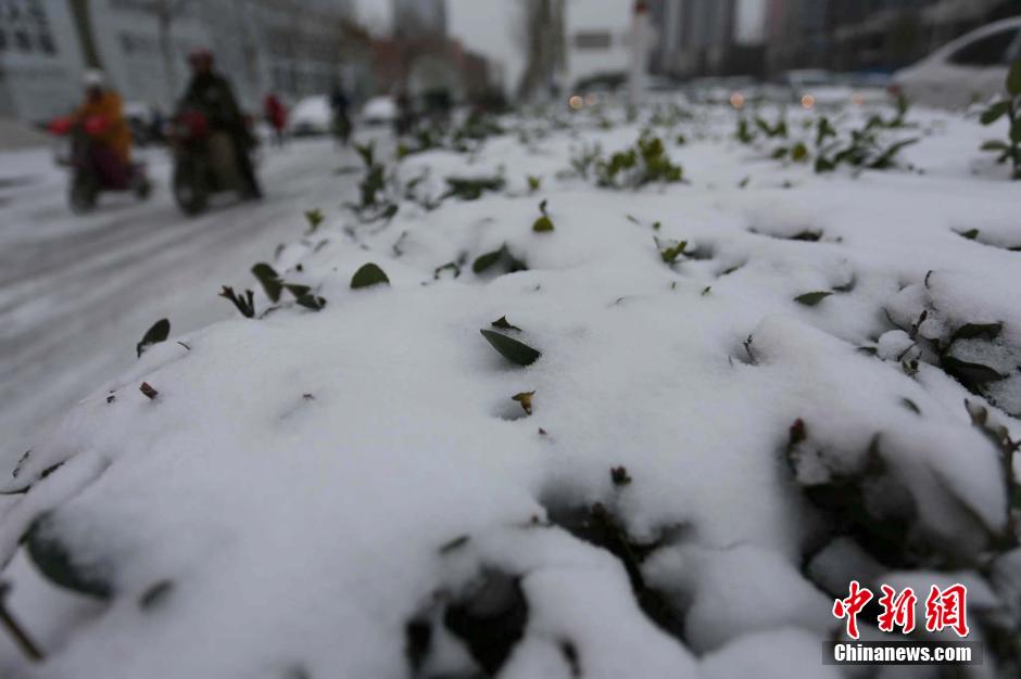 河南多地降雪实时报道更新